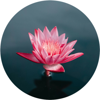 3-Minute Meditation - Water lily